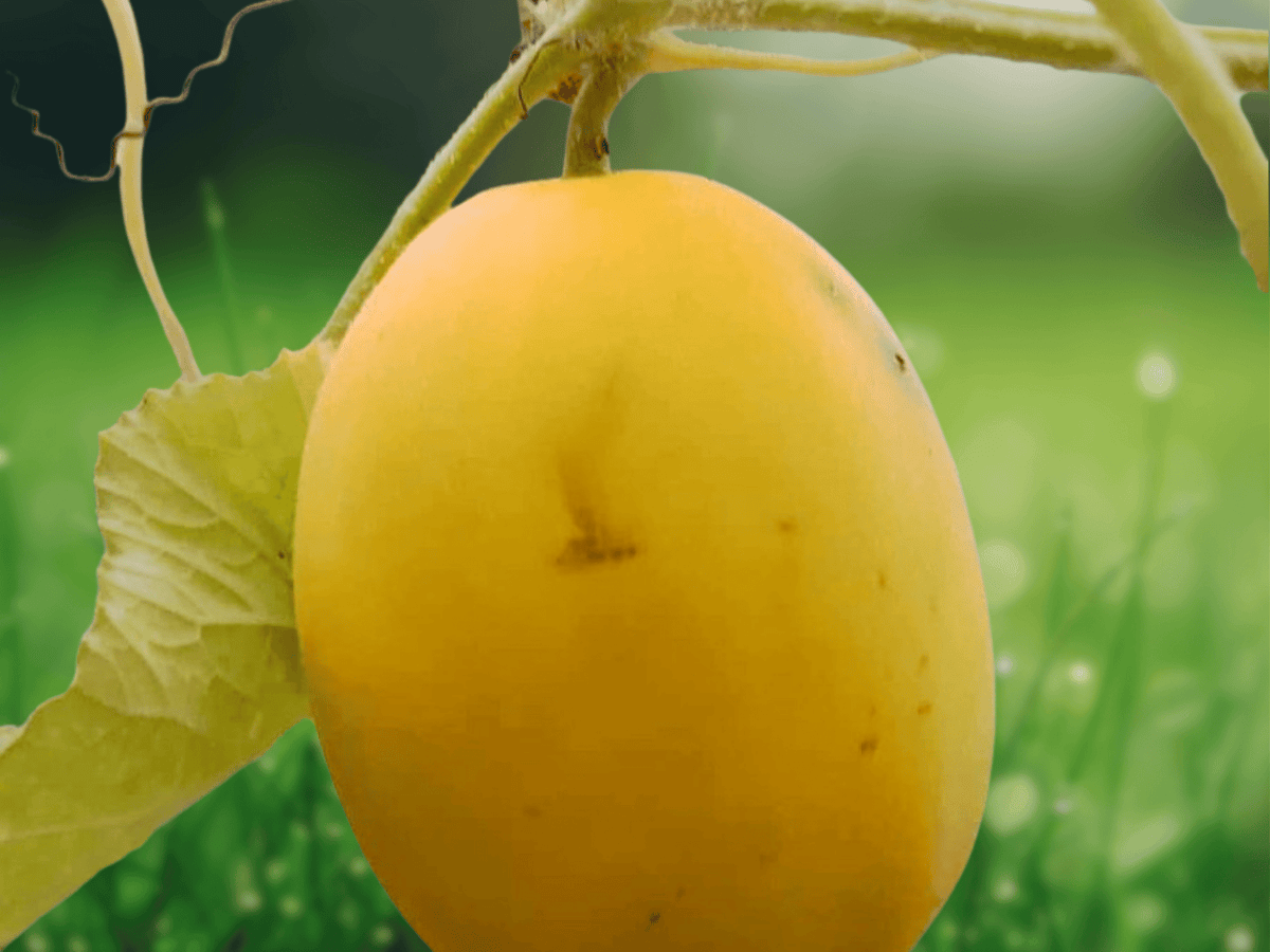 25 Seeds Vine Peach Mango Melon Cucumis melo Sweet Fruiting Vine Heirloom