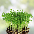 Dundale Pea Sprouting Seeds 12oz Organic Non-GMO for Healthy Eating Pisum sativum