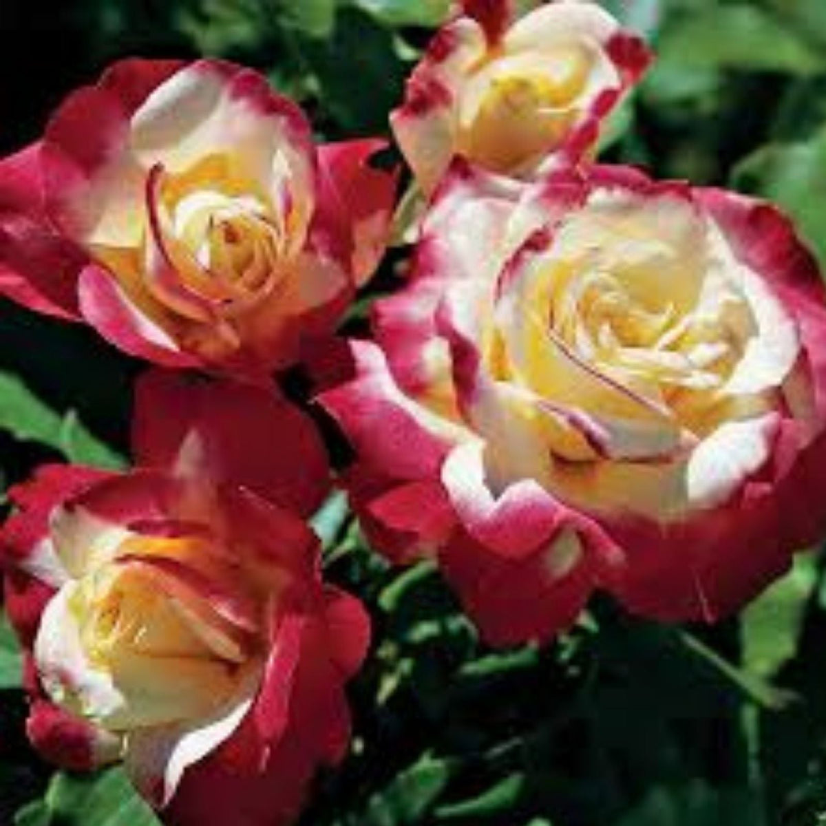 Double Delight Rose Bush – 1-2' Hybrid Tea with Fragrant White and Red Blooms – Rosa 'ANDeli' Live Plant