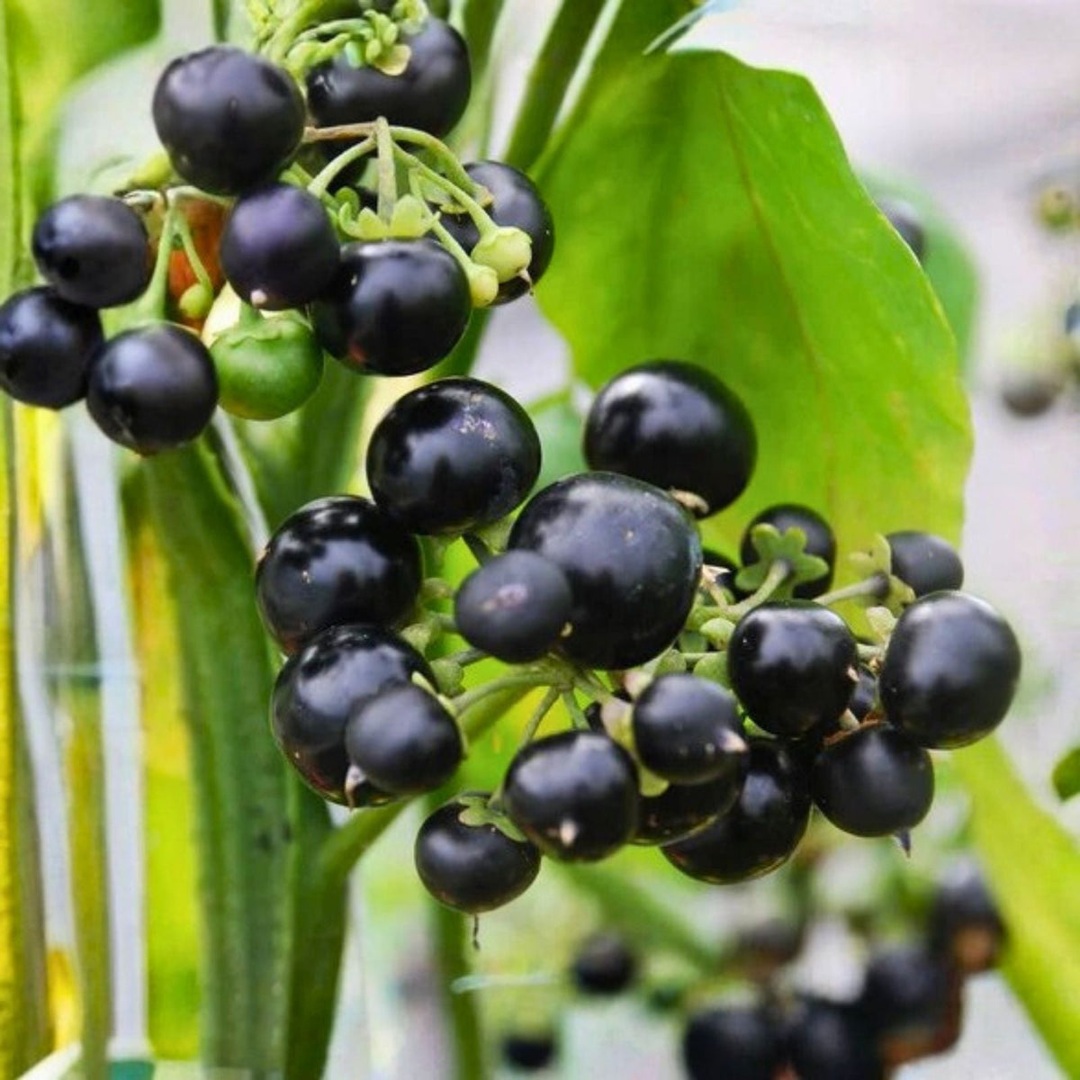 Huckleberry Seeds 125/300/500 Count Non-GMO Solstice Variety for Home Gardens Vaccinium membranaceum