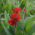 Red Hummingbird Canna Lily Bulbs (2) - Tropical Flowering Plant - Canna indica