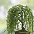 Long Leaf Weeping Willow Bonsai Cutting - Salix babylonica Indoor Outdoor Tree for Growing and Landscaping