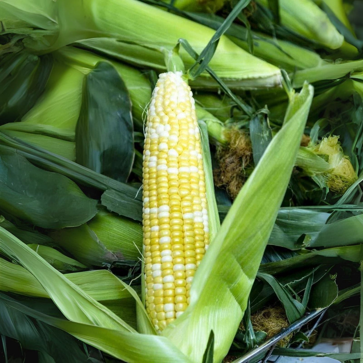 75 Peaches and Cream Sweet Corn Seeds - Zea mays, Non-GMO Garden Planting Seeds for Home Vegetable Garden