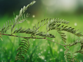 5 Seeds Prosopis glandulosa Honey Mesquite Tree Desert Ornamental Legume