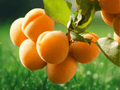 1 Live Plant Apricot Tree Prunus armeniaca Starter Plant