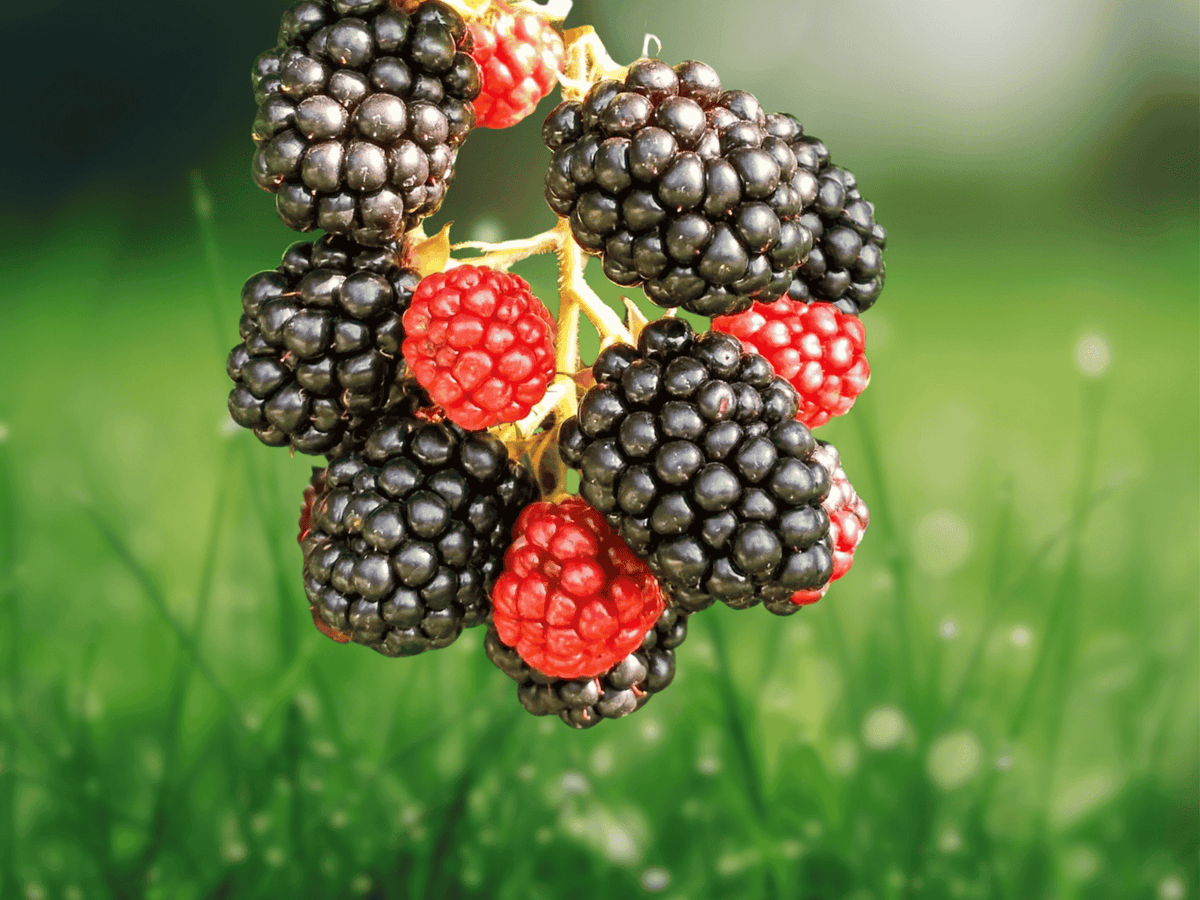1 Chester Blackberry Live Plant Thornless Rubus fruticosus Starter Plug