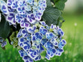 5 Mars Hydrangea Seeds Perennial Flowering Shrub Deep Red Blooms Hardy Ornamental Garden Plant Patio Container Flower Seeds