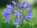 5 Seeds Agapanthus Storm Cloud Lily of the Nile Perennial