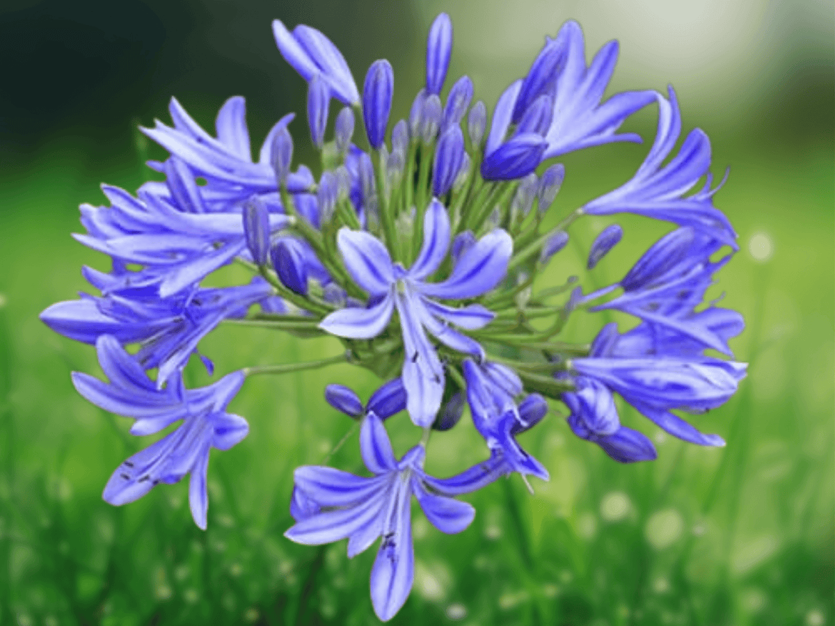 5 Seeds Agapanthus Storm Cloud Lily of the Nile Perennial