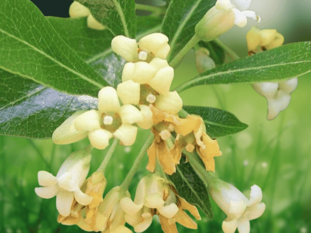 5 Seeds Pittosporum heterophyllum Chinese Mock Orange Evergreen Shrub