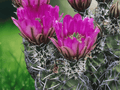 10 Seeds Echinocereus fendleri var. rectispinus (Straight Spine Hedgehog Cactus) Hardy Cactus