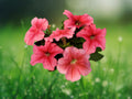 50 Bi-Color Pink Petunia Seeds – Two-Tone Blooming Annual – Easy-Grow Flower Seeds for Hanging Baskets, Borders & Garden Beds
