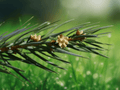 5 Keteleeria evelyniana Seeds – Evergreen Conifer Tree