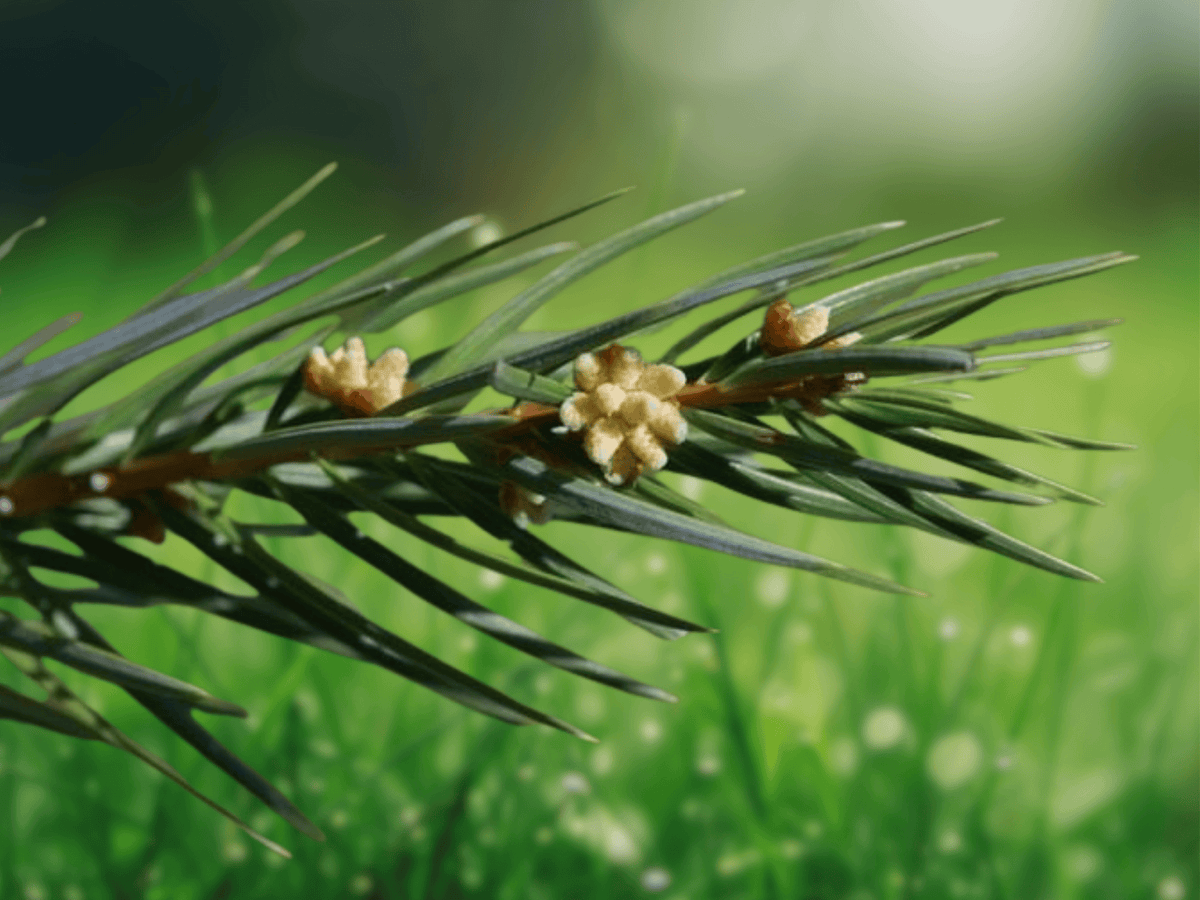 5 Keteleeria evelyniana Seeds – Evergreen Conifer Tree