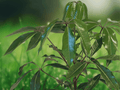 10 Schefflera pueckleri Seeds - Mallet Flower Tree Indoor Ornamental Plant