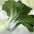 Pak Choi Seeds - 800+ Seeds - Chinese Cabbage Variety - Brassica rapa - Non-GMO, Heirloom, Free US Shipping