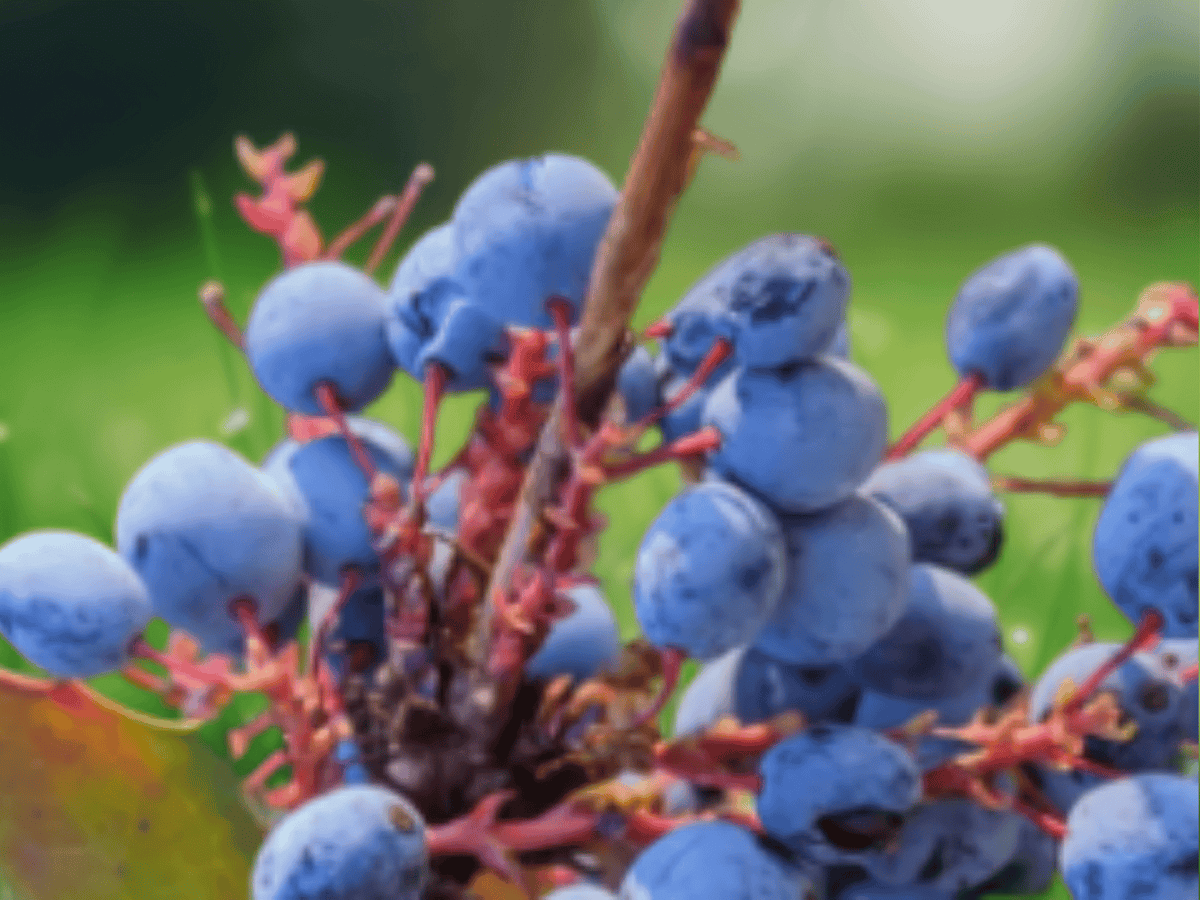 10 Live Plants Oregon Grape Mahonia aquifolium Evergreen Shrub 6in