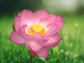 5 Seeds Pink Water Lotus Nelumbo nucifera Aquatic Pond Flower