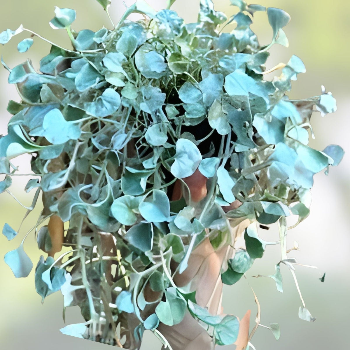 Silver Falls Dichondra Seeds - 10 Seeds for Planting - Weeping Silver Foliage - Dichondra argentea - Garden, Landscape, Container Planting
