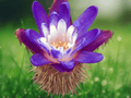 5 Seeds Giant Prickly Water Lily Euryale ferox Aquatic Pond Plant