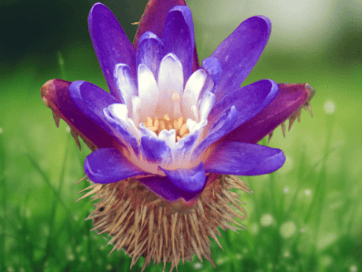 5 Seeds Giant Prickly Water Lily Euryale ferox Aquatic Pond Plant