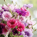 Bachelor Button Seeds 50 Count Tall Pink Variety Centaurea cyanus Vibrant Blooms for Gardens and Flower Arrangements