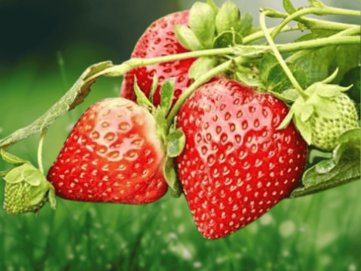 25 Live Plants Earliglow Strawberry June Bearing Edible Garden Strawberry