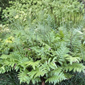 Netted Chain Fern Live Plant Bundle 10-Pack - Rare Shade Plant - Woodwardia areolata Ferns