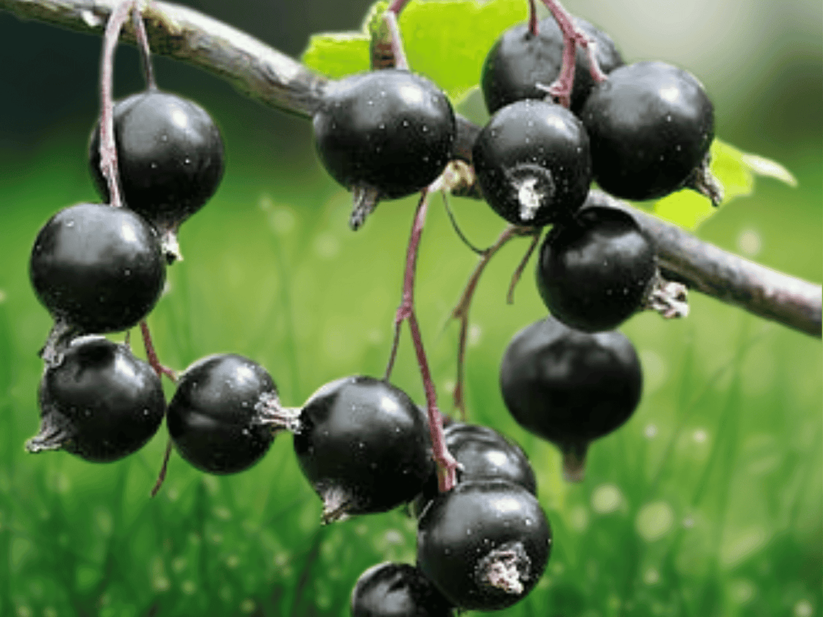 1 Live Plant Swedish Black Currant Ribes nigrum Rooted 1 Year Old 8 Inch Tall