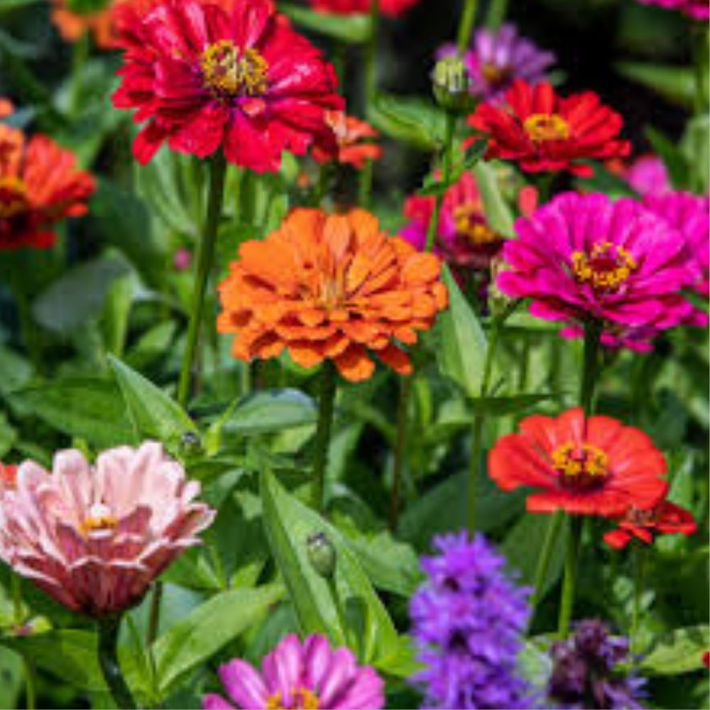 Zinnia Seeds Mix 100 Organic Painted Wagon Colorful Flower Garden Plants USA Grown