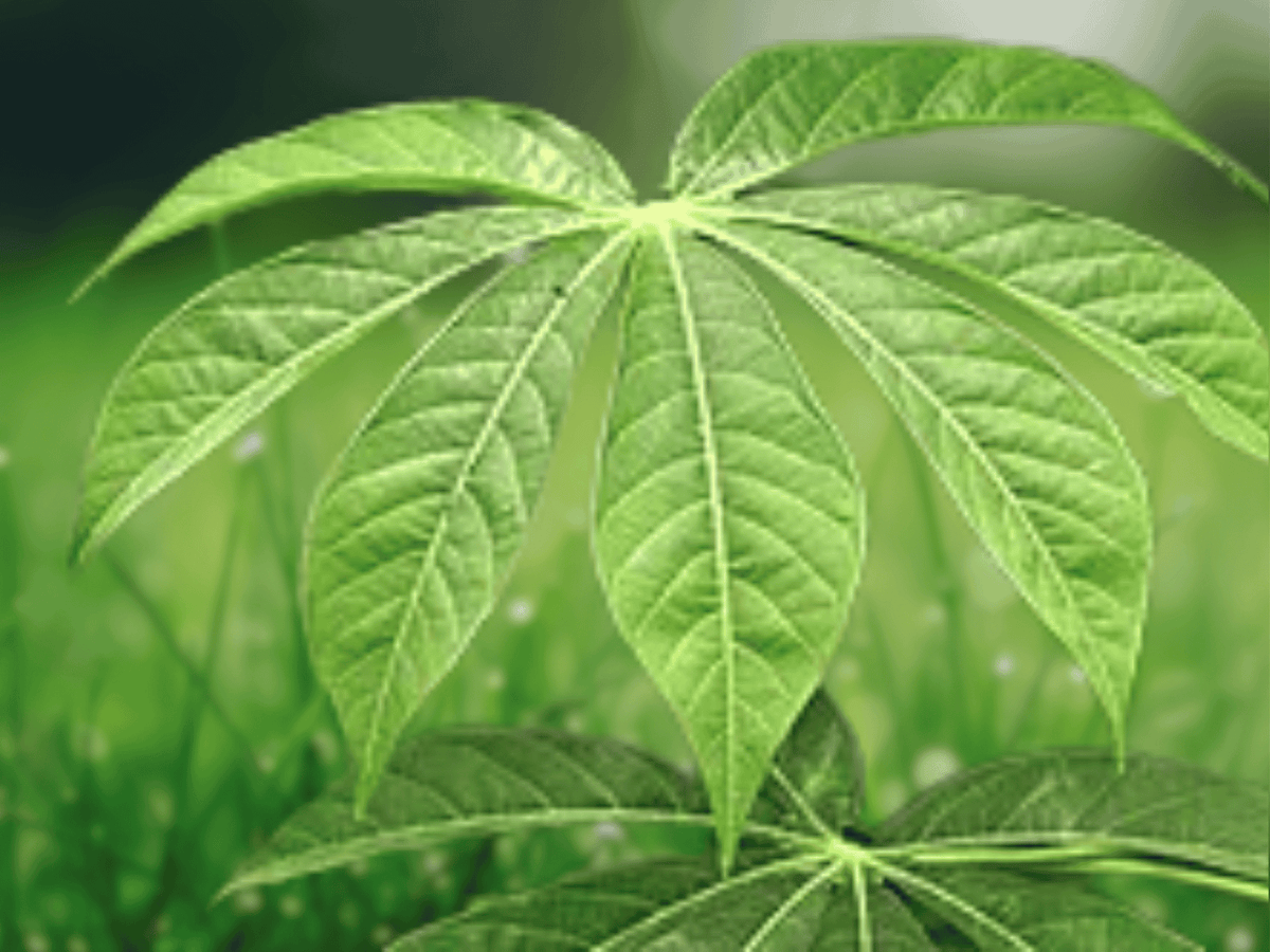 5 Seeds Cassava Manihot esculenta Tropical Tapioca Root Crop