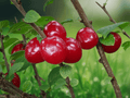 5 Seeds Prunus tomentosa Nanking Cherry Tree Edible Fruit Shrub Ornamental Garden