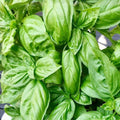 Heirloom Basil Seeds 500 Non-GMO Sweet Genovese Herb Spice Ocimum basilicum