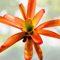Giant Bromeliad Plant 16" Pup Red Orange Aechmea Blanchetiana Full Sun