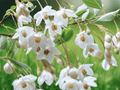 5 Live Plants Japanese Snowball Viburnum plicatum 12 Inch Tall Bare Root