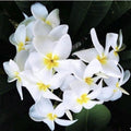 Rooted Plumeria Plant Cutting - Wave Rage - 11" with 1 Tip - Frangipani - Tropical Flowering Plant