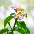 Lantana Plant Plug, 1 Chapel Hill Pink, Hardy Variety, Easy to Grow, Lantana camara