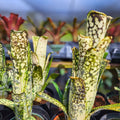 Billbergia Bromeliad Hybrid - Lots of Spots Yellow - Unique Collector's Plant - Disease Free - Ready to Grow