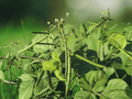 25 Seeds Mung Bean Vigna radiata Edible Legume Sprouting Bean Garden Plant