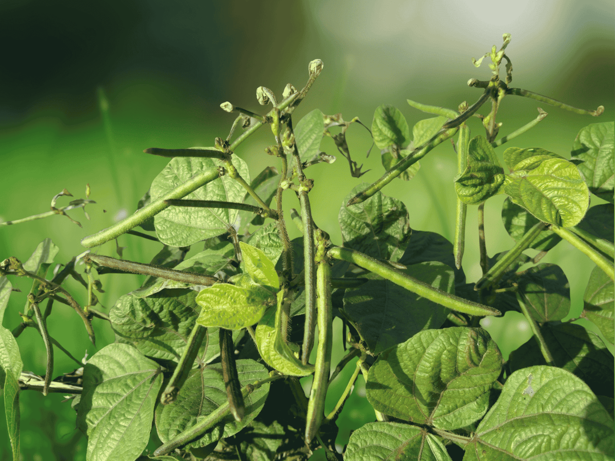 25 Seeds Mung Bean Vigna radiata Edible Legume Sprouting Bean Garden Plant