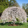 Weeping Yoshino Cherry Tree Bare Root 24-36 in Live Plant Prunus x yedoensis 'Shidare Yoshino' Whips
