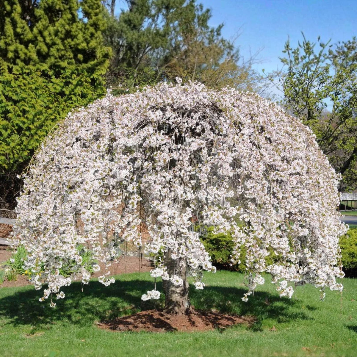 Weeping Yoshino Cherry Tree Bare Root 24-36 in Live Plant Prunus x yedoensis 'Shidare Yoshino' Whips