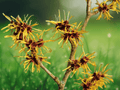 5 Witch Hazel Trees 12 Inch Tall Hamamelis virginiana Native Bare Root