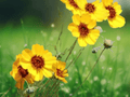10 Seeds Stiff Greenthread Thelesperma filifolium Native Wildflower