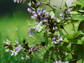 5 Seeds Psoralea glandulosa Culen Herb Shrub