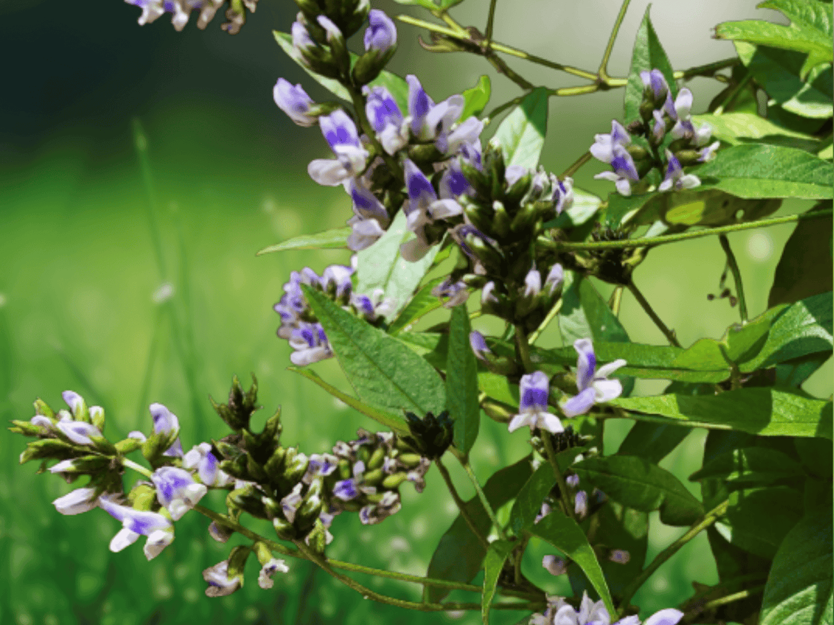 5 Seeds Psoralea glandulosa Culen Herb Shrub