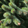 Oriental Spruce Tree Seeds - 30 Seeds for Planting - Picea orientalis - Evergreen Coniferous Tree Seeds for Gardening