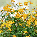 Bare Root Jerusalem Artichoke Plants - 3 Pack - Edible Perennial Herb - Helianthus tuberosus - Easy to Grow Organic Plants