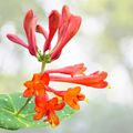 Honeysuckle Plant 9-14 Inch Dropmore Scarlet Lonicera - Vibrant Red Flowers, Hardy Perennial