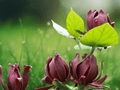 5 Live Plants Calycanthus floridus Sweet Shrub 12 Inch Bare Root